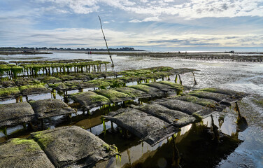 Cancal, Brittany, France, 09-05-2024,
oyster farmer harvesting oysters at low tide in Quiberon...
