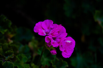 Fiore rosa