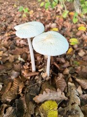 The Rooting Shank, Hymenopellis radicata, is an edible mushroom