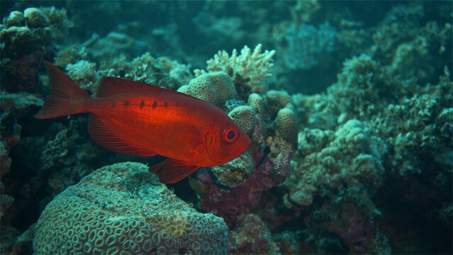 Fish Priacanthus hamrur or Moontail bullseye from the Priacanthidae family. Marine benthopelagic fish, active at night, have large eyes. Red sea.