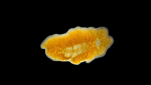Worm Leptoplana sp. under a microscope, order Polycladida, lives among algae or under rocks. Black Sea