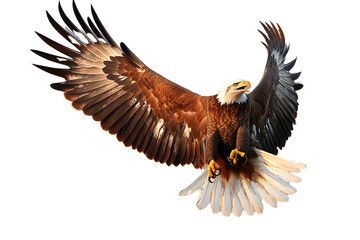 Fototapeta premium Majestic Bald Eagle Soaring: A powerful Bald Eagle with majestic wings spread wide in flight, demonstrating strength, freedom, and dominance, isolated