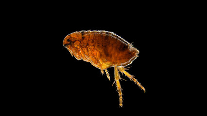 Flea Ctenocephalides felis under a microscope, a dangerous parasite of cats, dogs and humans, causes itching in the area of the bite.