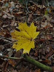 maple leaf. yellow leaf on the ground. autumn in the forest. autumn. yellow maple leaf. vertical photography. nature. nature in autumn. empty space. background.