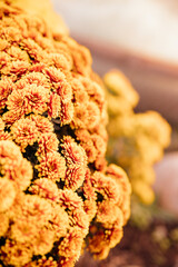 Small yellow chrysanthemums or daisies grow in a flower bed in the form of a fluffy bush. Beautiful autumn background.
