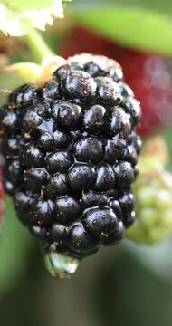 Water droplet forming on blackberry fruit