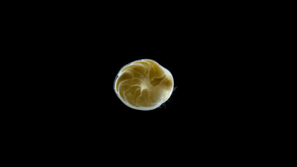 Foraminifera under a microscope, class Rotaliata, possibly order Rotaliida. Protista have a mineral...