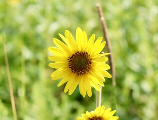 A close view of the bright yellow wildflower in the field.