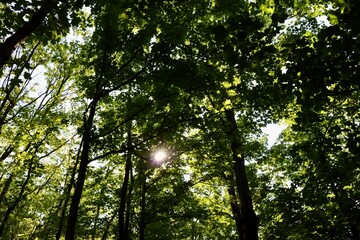 The sun rays coming in though the tall trees in the woods.