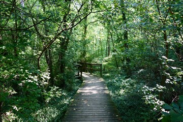 The old wood boardwalk bridge on the trail in the woods.
