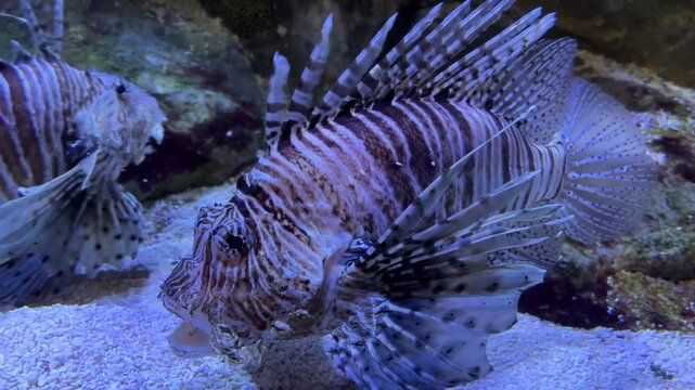 Striped winged zebra fish swims among algae and rocks in blue light, colorful underwater pictures, aquarium.Fish of the world ocean. Close-up