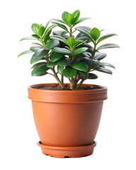 Fototapeta premium plant in a pot