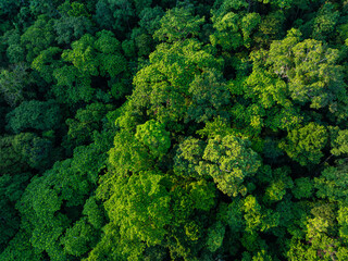 Aerial view tropical rain forest green tree background