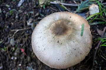 Wild white mushrooms growing in a lush green field, captured in natural light. A serene and organic nature scene perfect for environmental and culinary themes.