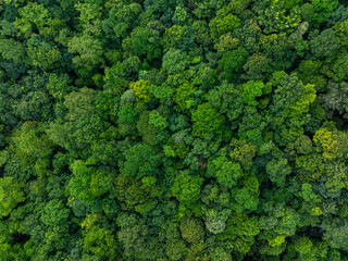 Naklejka premium Aerial view tropical rain forest green tree background