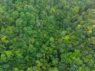 Naklejka premium Aerial view tropical rain forest green tree background