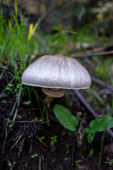 Wild white mushrooms growing in a lush green field, captured in natural light. A serene and organic nature scene perfect for environmental and culinary themes.