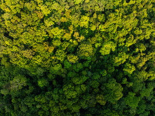 Aerial view tropical rain forest green tree background