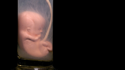 Human embryo model in vitro, closeup