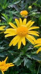 yellow flowers in the garden