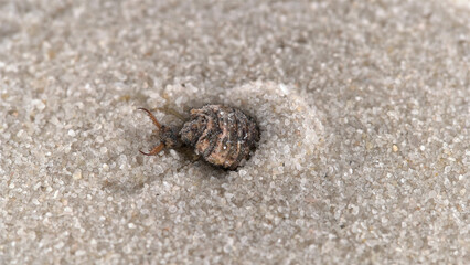 Insecta larva Myrmeleon formicarius or common antlion, family Myrmeleontidae, order Neuroptera....