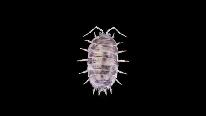 Isopoda Porcellio laevis Dairy Cow, family Porcellionidae, is a cosmopolitan, able to move quickly....