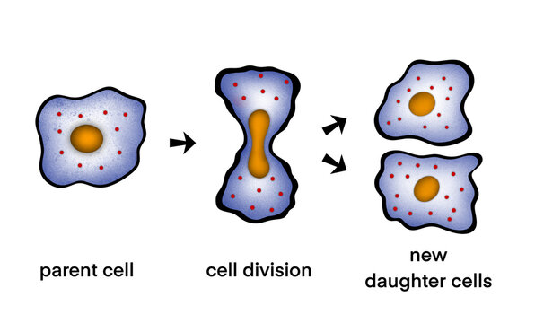 illustration of biology, Asexual reproduction, binary fission in amoeba, Binary fission, educational, Asexual reproduction of unicellular organisms, Binary fission in Euglena, cell division