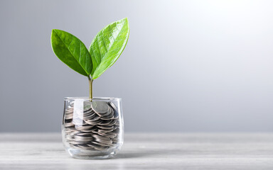 Glass jar filled with coins, with a small seedling growing in the center, placed on a table against a dark grey backdrop. The image represents the concept of saving and financial growth for future