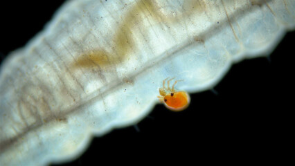An Arrenuridae mite larva was attached to a Hydrophilidae larva under a microscope. The larvae of...