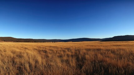 Fototapeta premium Expansive Golden Meadow Under Clear Blue Sky at Dusk with Vast Horizon and Gentle Rolling Hills in Peaceful Natural Landscape