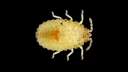 Larva or nymph lace bug with a under a microscope, family Tingidae, order Hemiptera. Herbivorous, pierce leaves and suck out the juice with proboscis. Sample size 4 mm