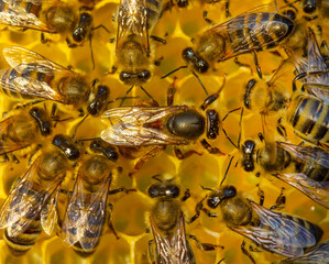 Queen bee lay eggs in the honeycombs.