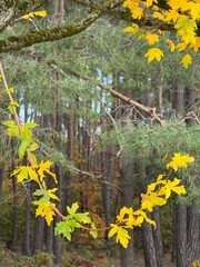 Feldahorn Baum im Herbst