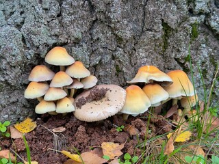 Grünblättriger Schwefelkopf Pils 