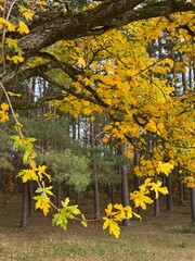 Feldahorn Baum im Herbst