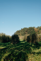 Obraz premium Beautiful Sunset Sunrise Sun Sunshine In Forest.