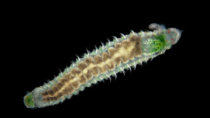Stage worm Polychaeta larva nectochaeta under a microscope, family Spionidae, have two tentacles that seek prey. Pelagic. Possibly genus Scolelepis. Black Sea
