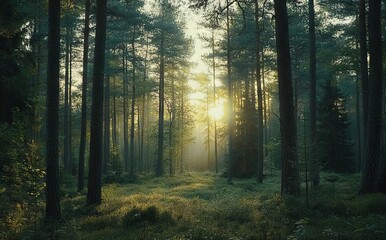 Spring Forest Landscape with Tall Pine Trees at Sunrise, AI generated illustration