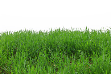 Green grass texture isolated white background