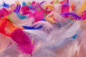 Colorful feather background, top view.
