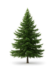 Fototapeta premium Evergreen fir tree isolated on white background