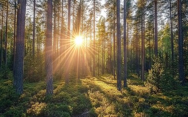 Naklejka premium Spring Forest Landscape with Tall Pine Trees at Sunrise, AI generated illustration