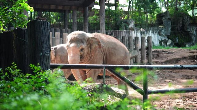 Large asian elephants eating fruit from hand of zoo keeper in zoo. Wild animals. Open zoo.