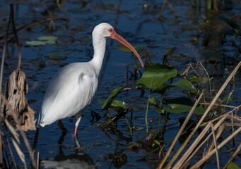 Adult white ibis foraging for food in a Texas marshland. Brazos Bend State Park.