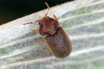 Drugstore beetle or drug store weevil called also biscuit beetle and bread beetle (Stegobium...