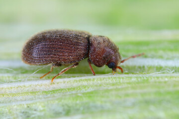 Biscuit, drugstore or bread beetle (Stegobium paniceum) adult stored product pest.