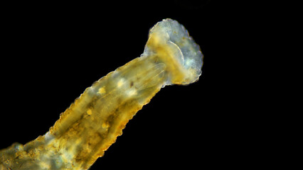 Leech Hirudinea, Baicalobdella torquata under a microscope, family Piscicolidae, endemic to Lake Baikal. Usually sucks blood from Amphipods. Front part with suction cup. Identified by Irina