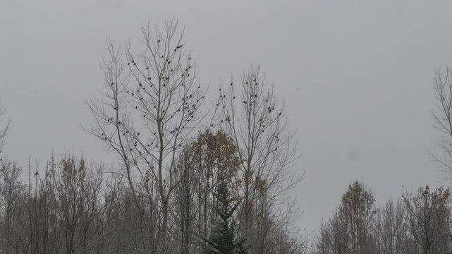Birds on a lake during a snow flurry