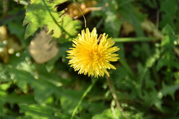 This dandelion is still blossoming in nature in sunny autumn day.