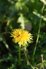 This dandelion is still blossoming in nature in sunny autumn day.